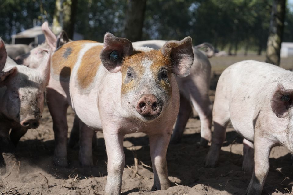Borgerpanel vil skære den konventionelle griseproduktion med 95 procent, hvis intet ændres